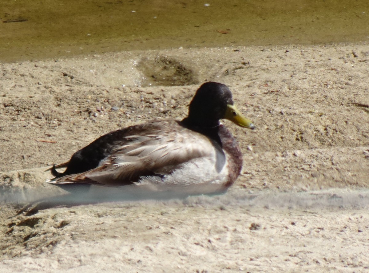 Fehlfarben-Stockente/Hausente - ML618869005