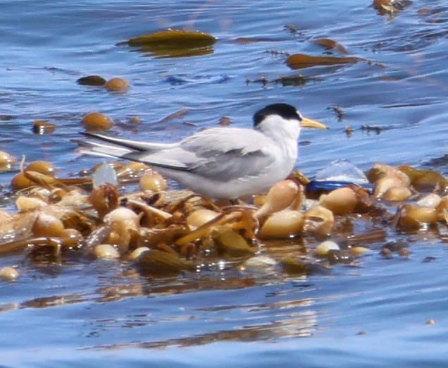 Least Tern - Diane Etchison