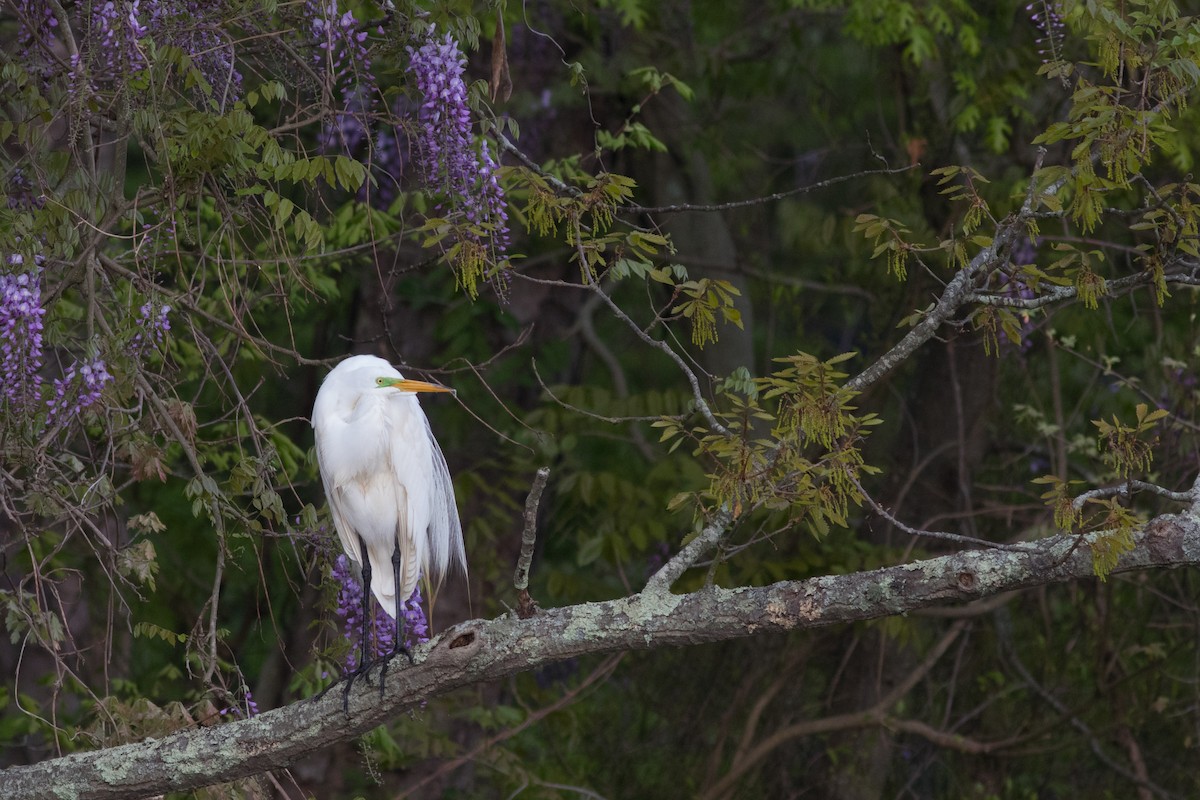 Great Egret - Mike Russell