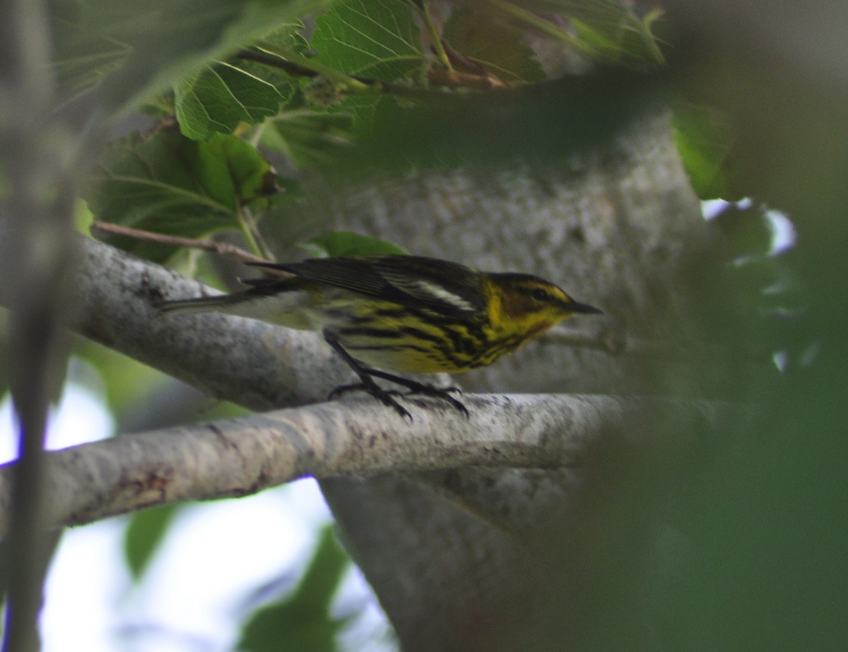 Cape May Warbler - Neil Zhang