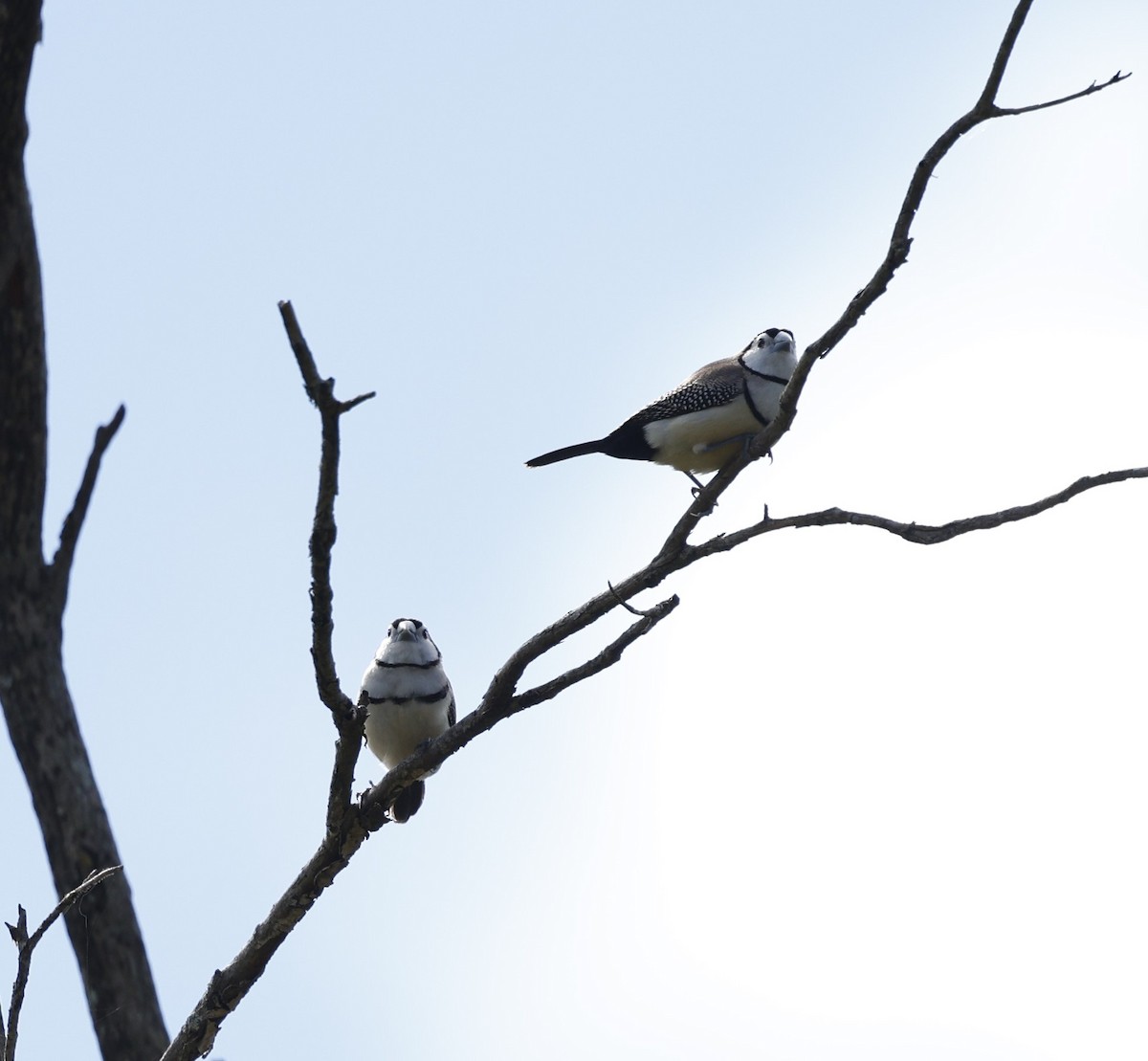 Double-barred Finch - Cathy Pert