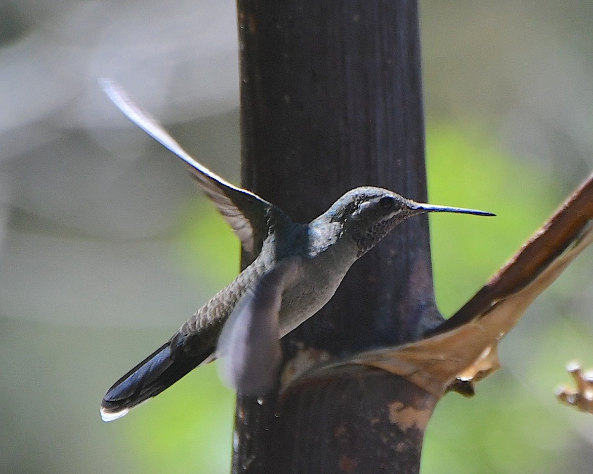 Blue-throated Mountain-gem - Ted Wolff