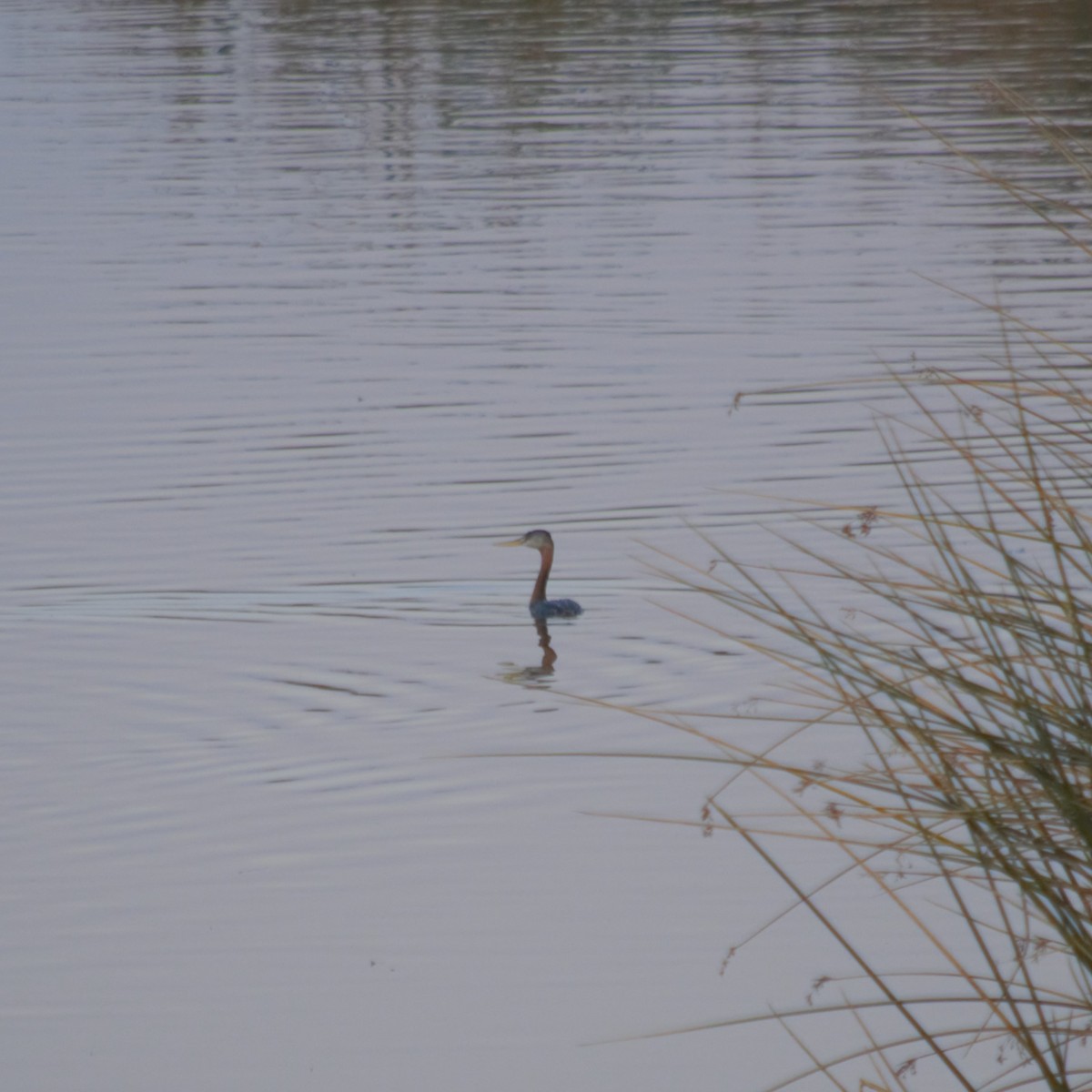 Great Grebe - Gabriel Sandon