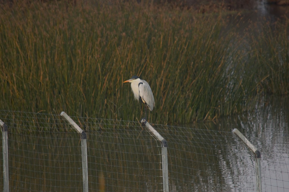 Cocoi Heron - Gabriel Sandon