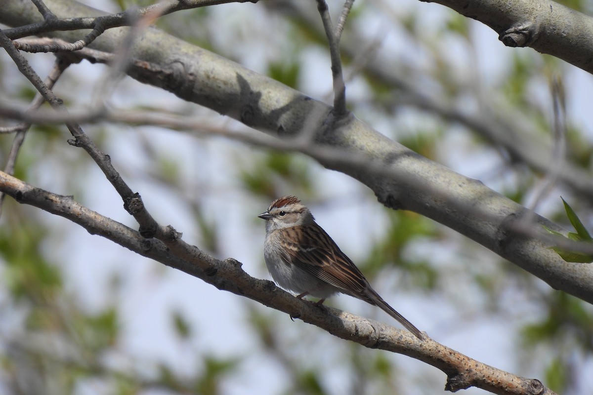 Chipping Sparrow - dan spivak