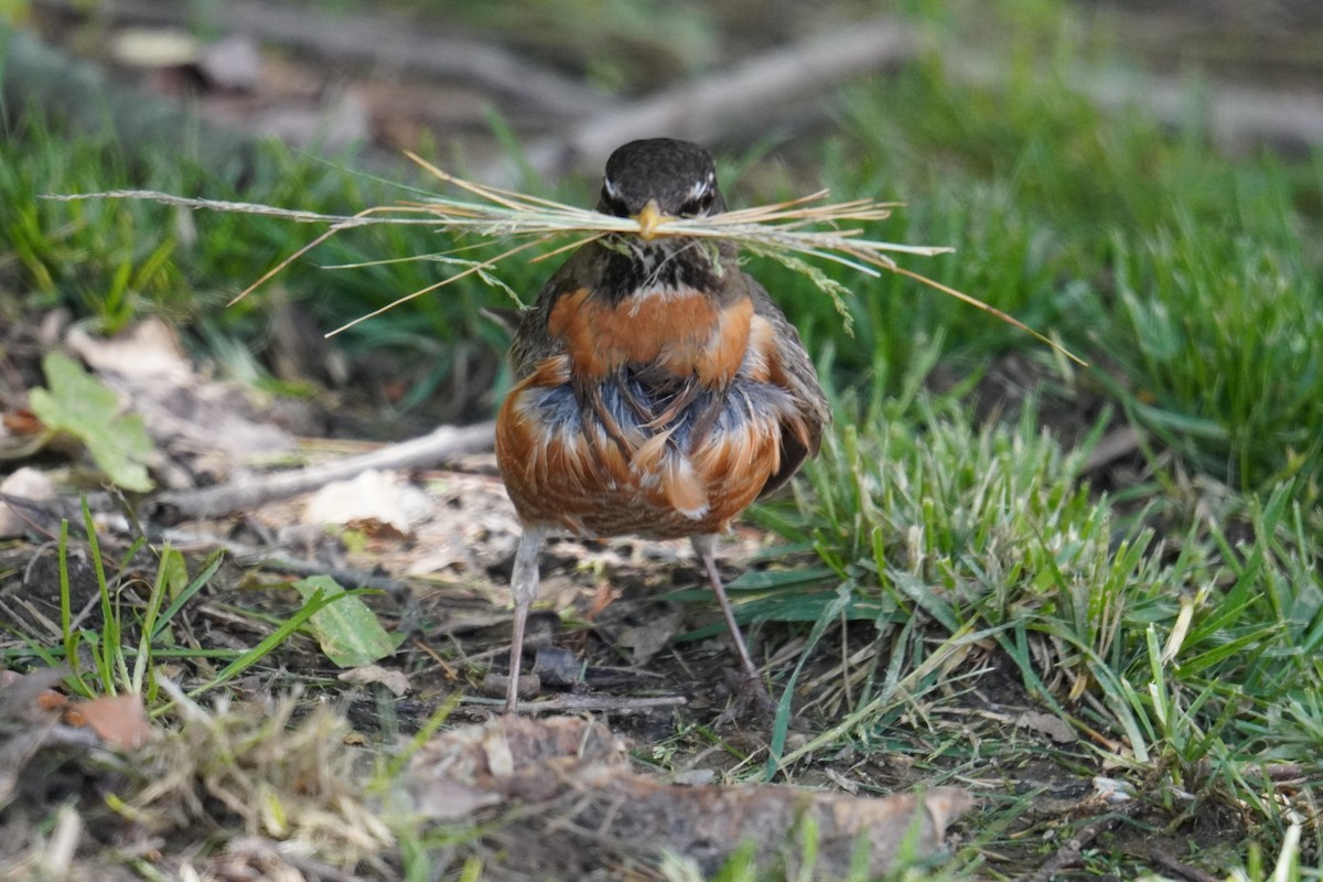 American Robin - Ethan K