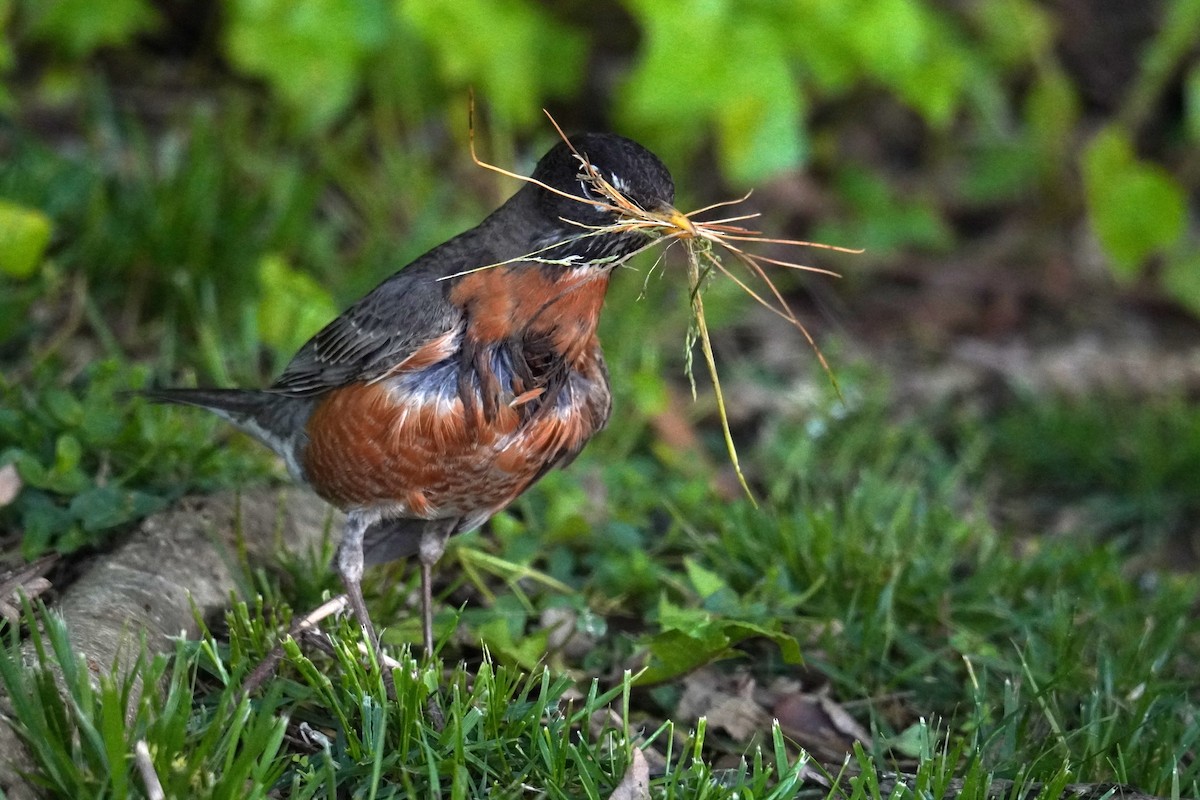 American Robin - Ethan K