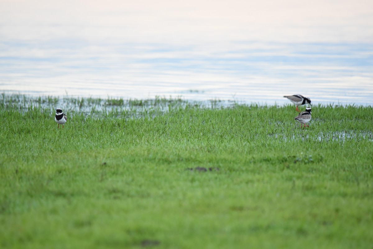 Pied Plover - Isabel Puerta Cardona