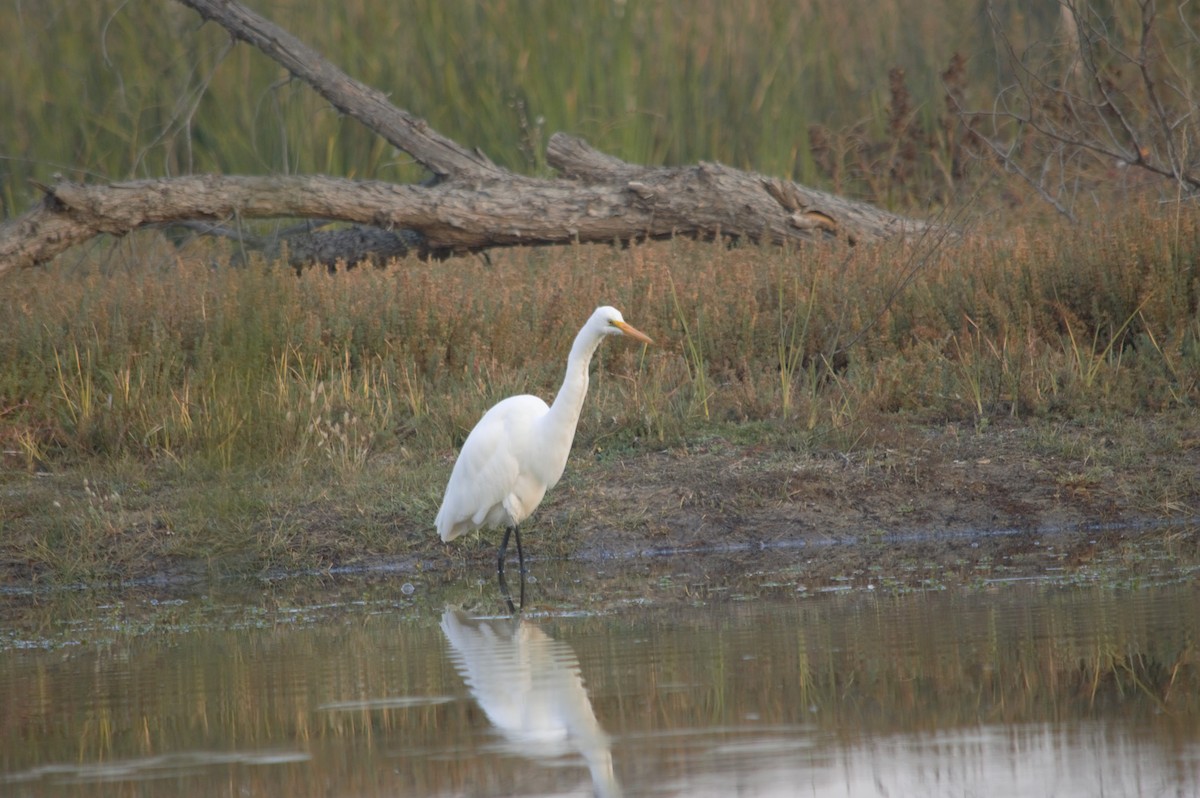 Great Egret - Gabriel Sandon