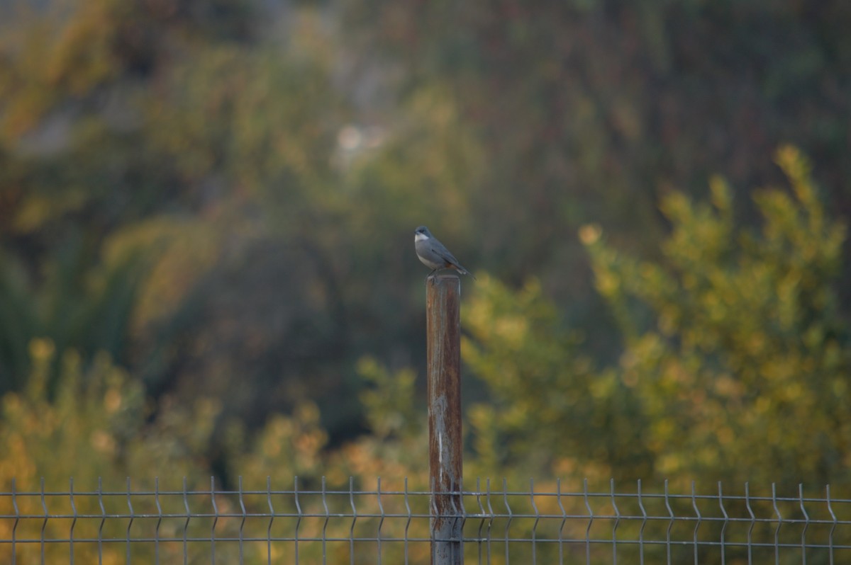 Diuca Finch - Gabriel Sandon