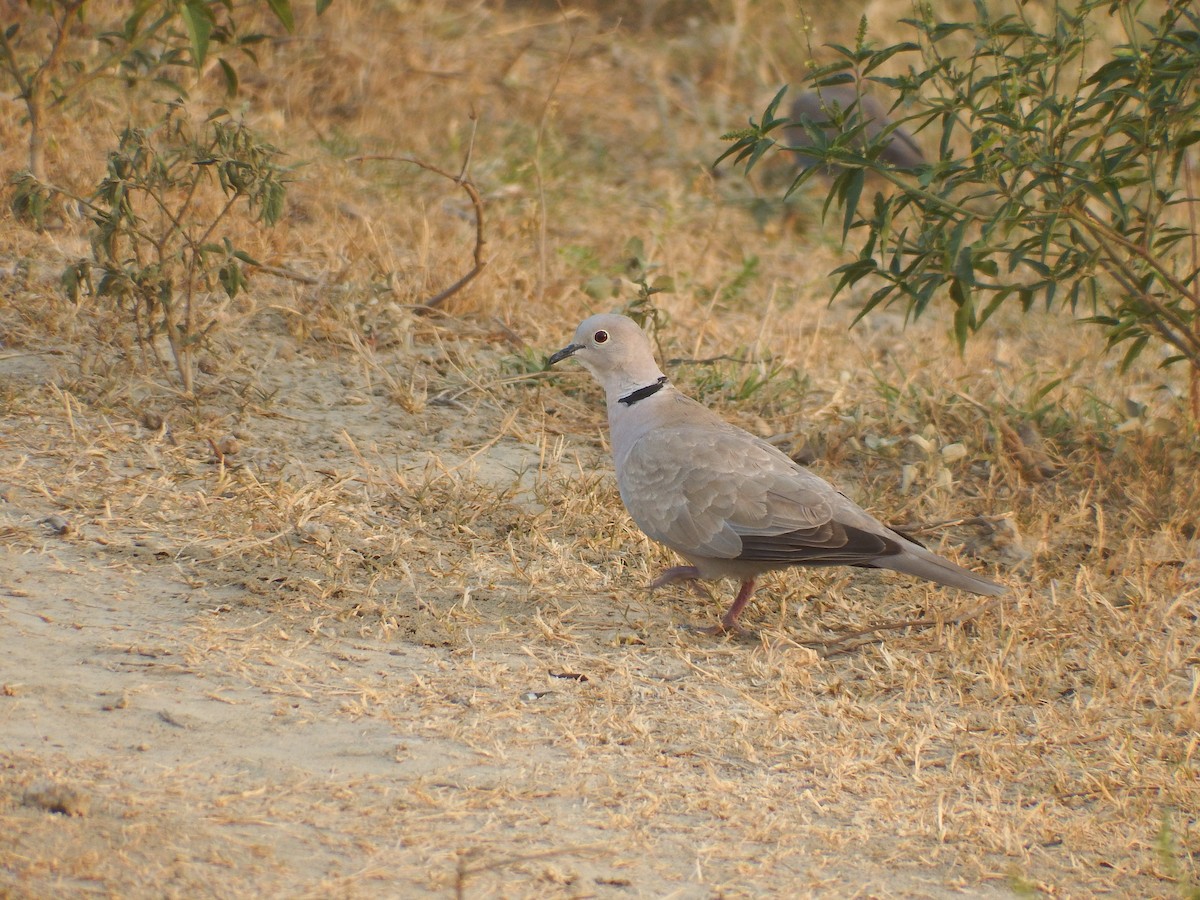 Eurasian Collared-Dove - ML618869118