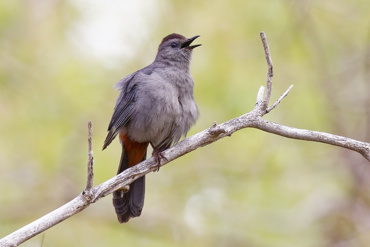 Gray Catbird - ML618869122