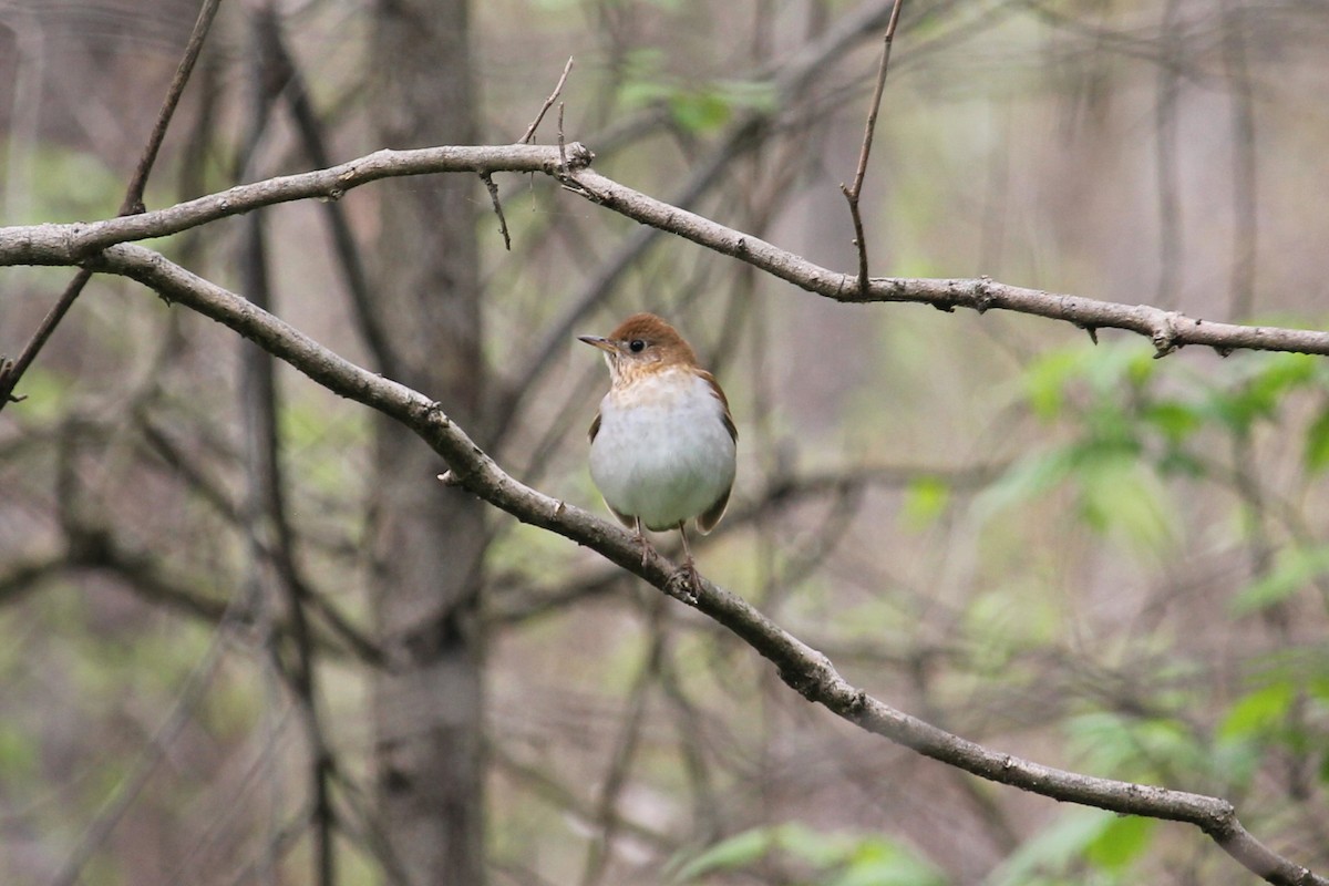 Veery - Jennifer Evans