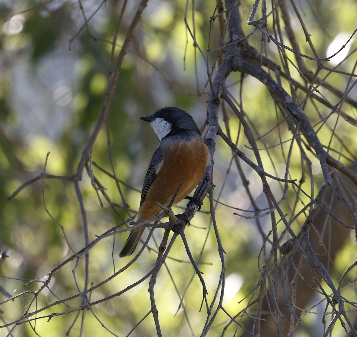 Rufous Whistler - ML618869139