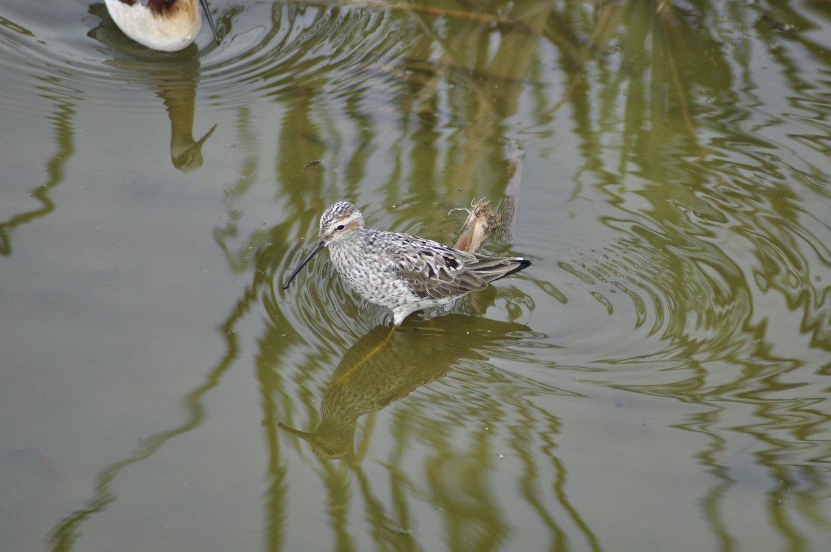 Stilt Sandpiper - Neil Zhang