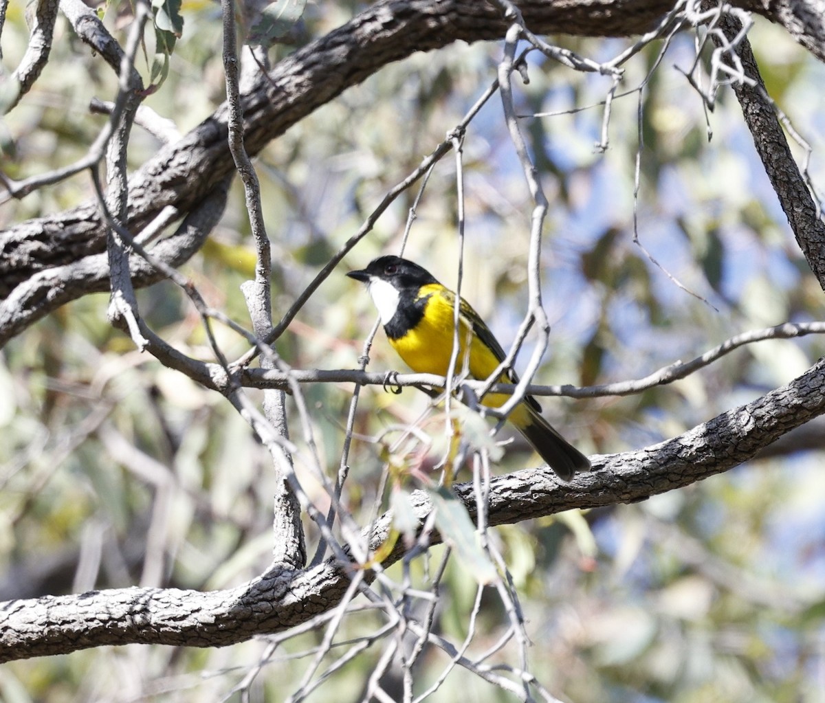 Golden Whistler - ML618869157