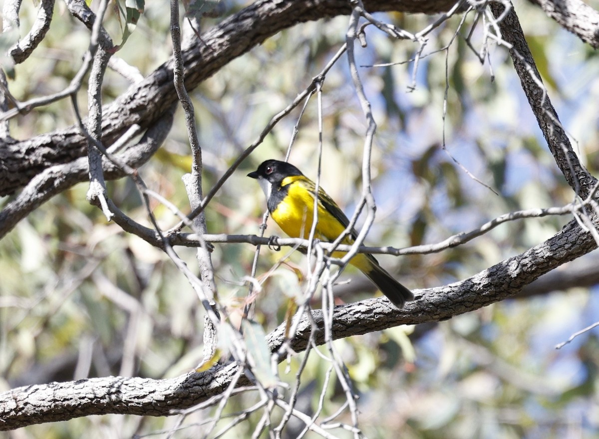 Golden Whistler - ML618869158