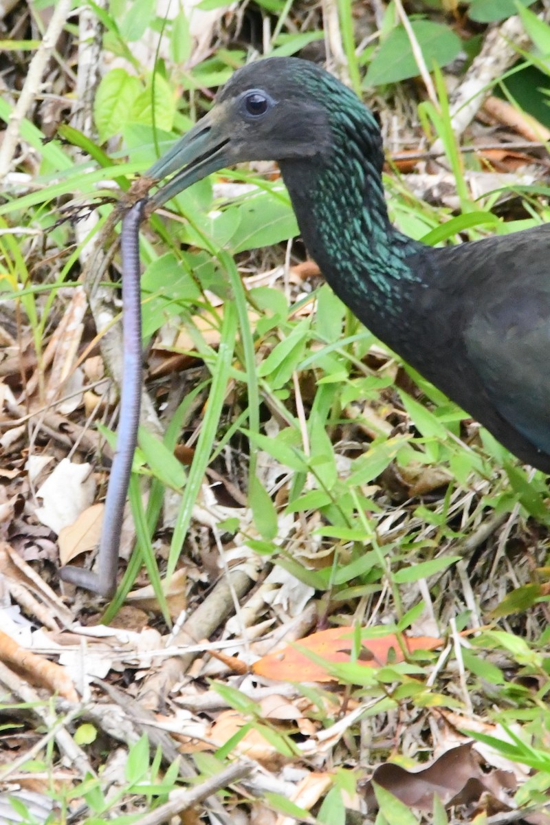 Ibis vert - ML618869163