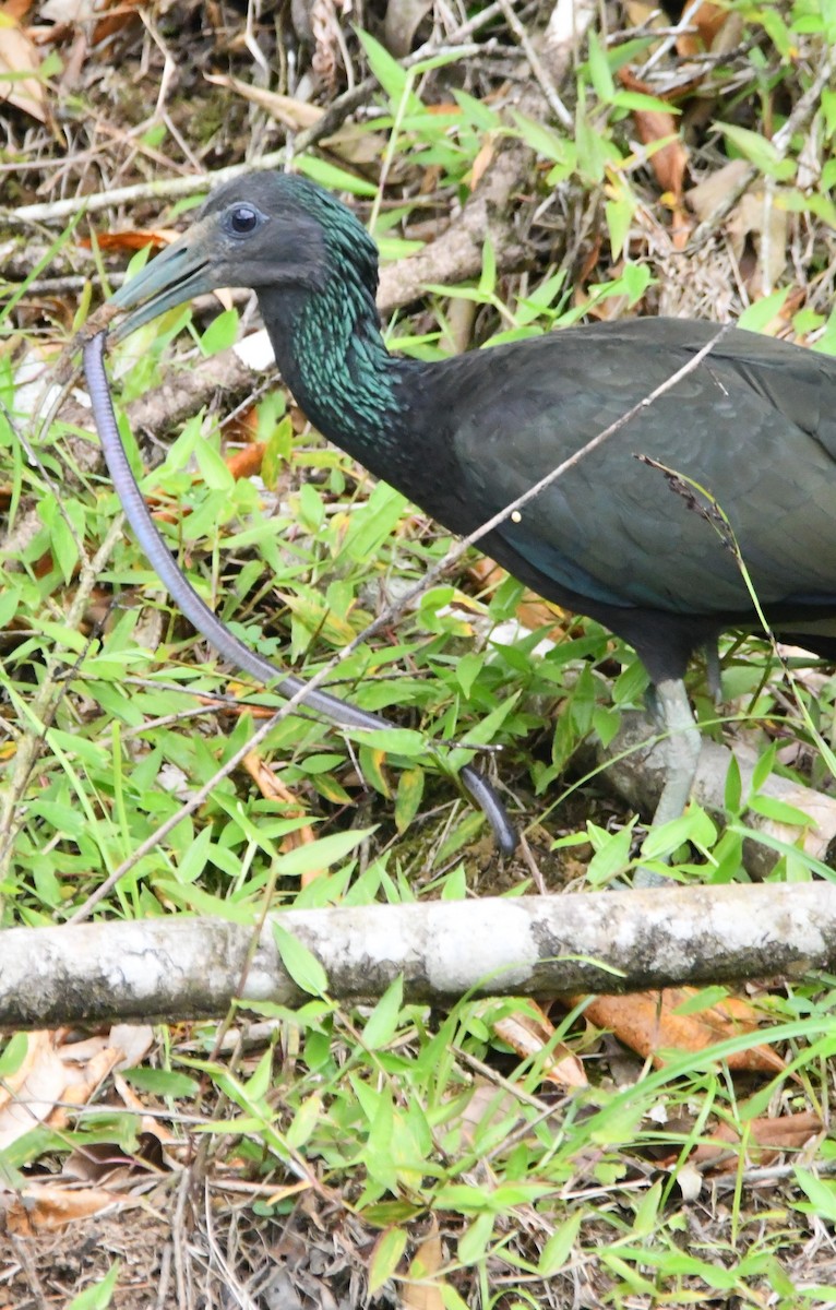 Green Ibis - Jessy Lopez Herra