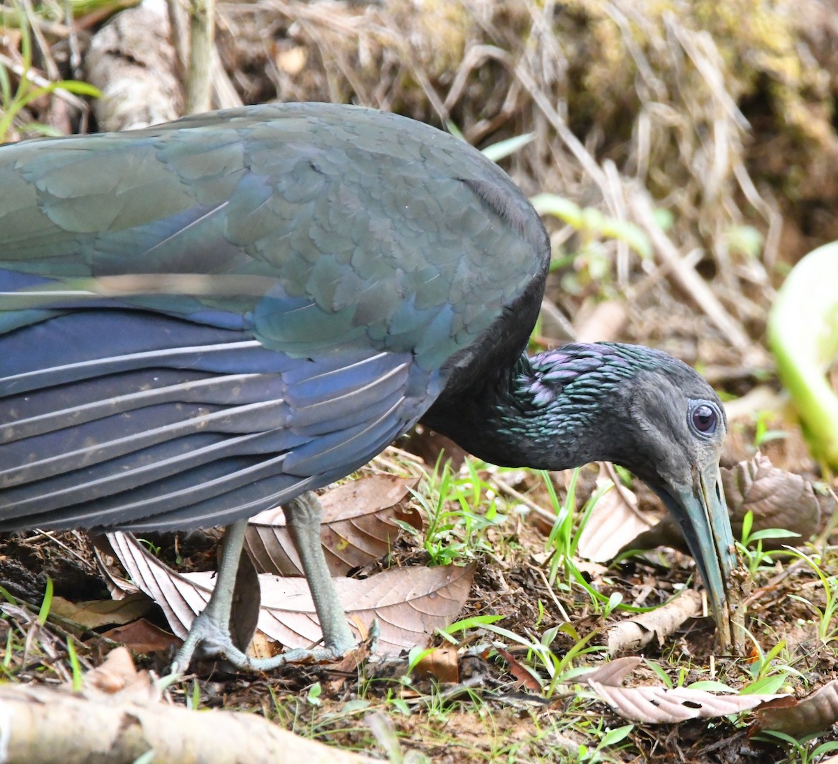 Ibis vert - ML618869166