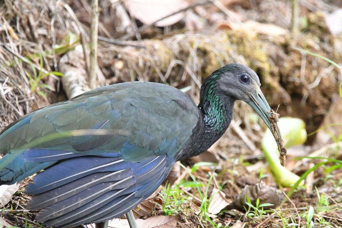 Ibis vert - ML618869167
