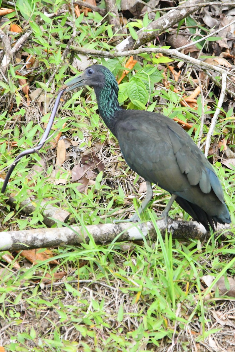 Green Ibis - Jessy Lopez Herra