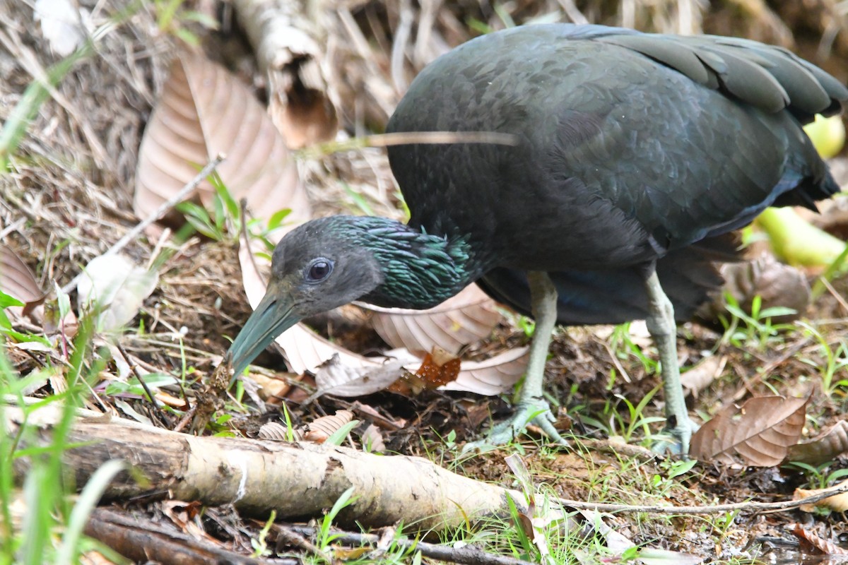 Green Ibis - Jessy Lopez Herra