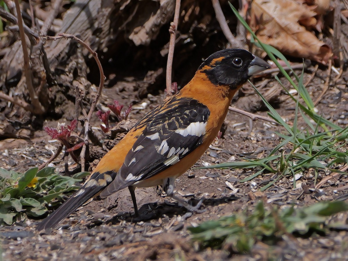 Black-headed Grosbeak - Jeffrey Reichel