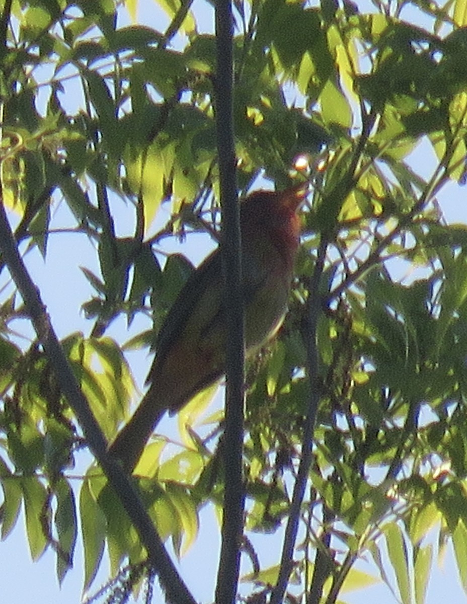 Summer Tanager - Gregg Flokstra