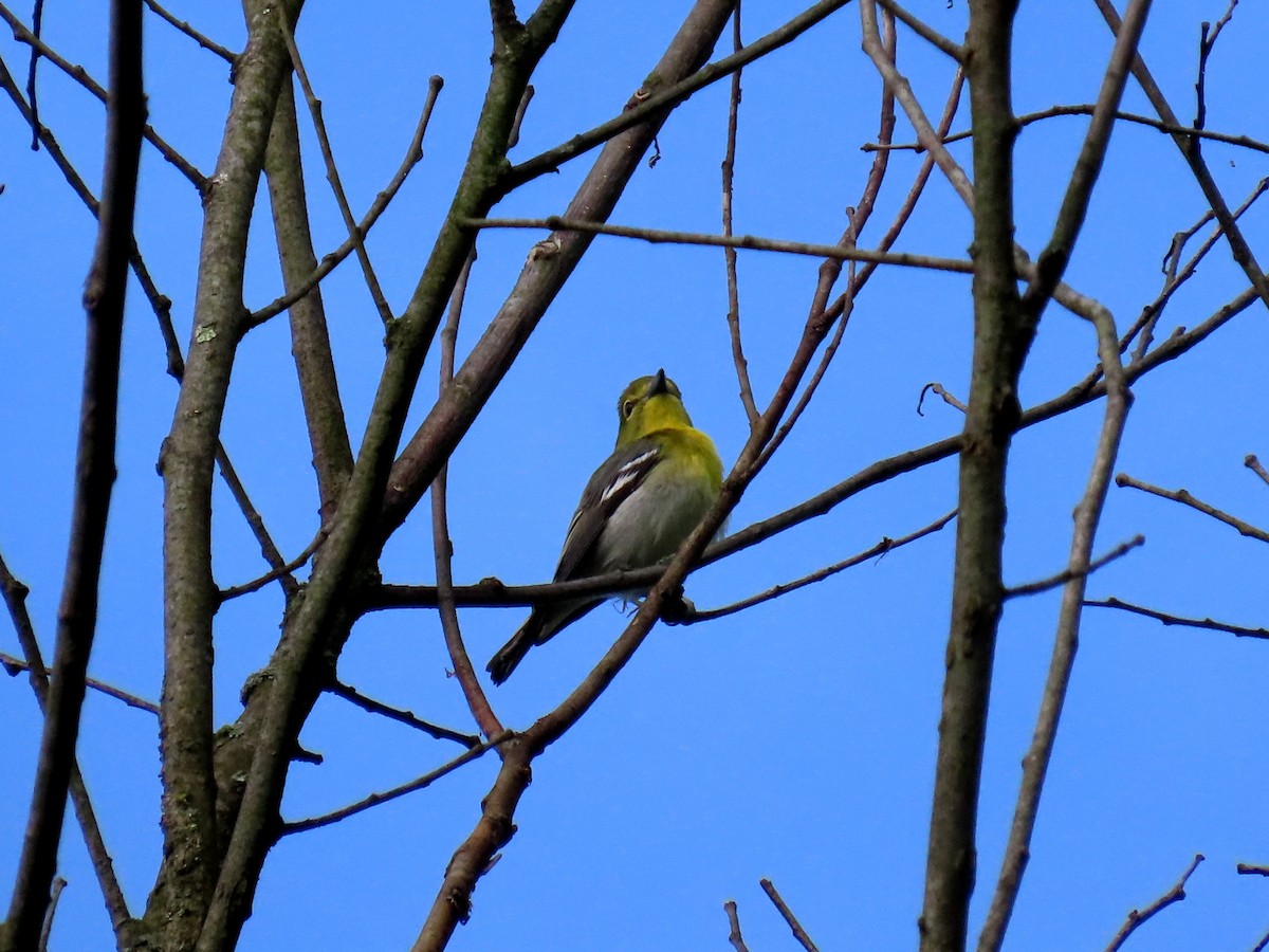 Yellow-throated Vireo - Joseph Pumford