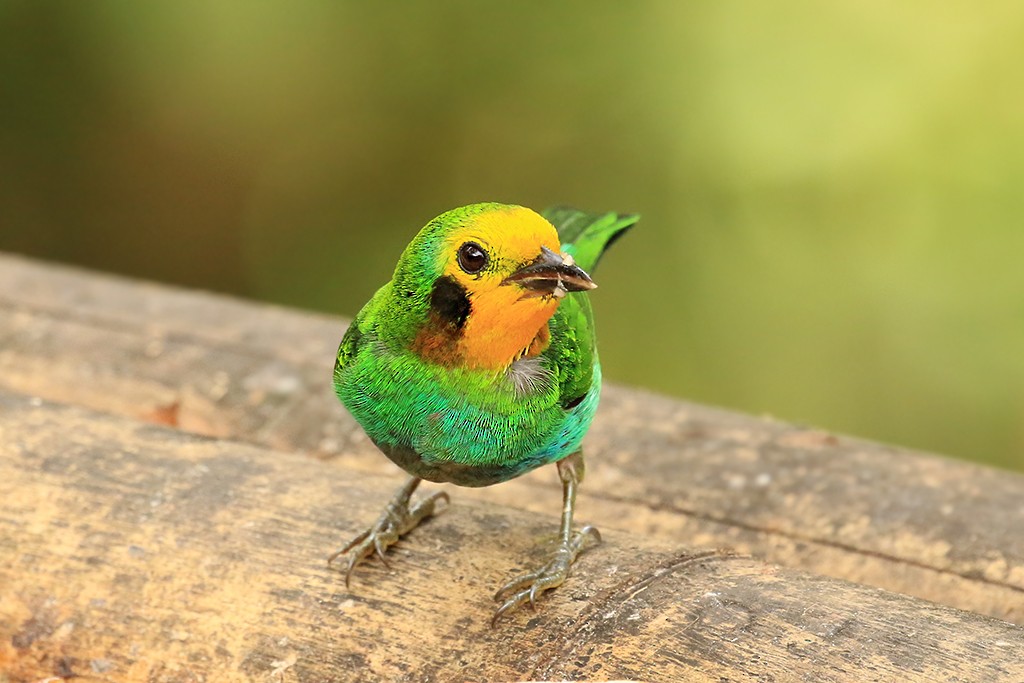 Multicolored Tanager - Rene Valdes 🦜