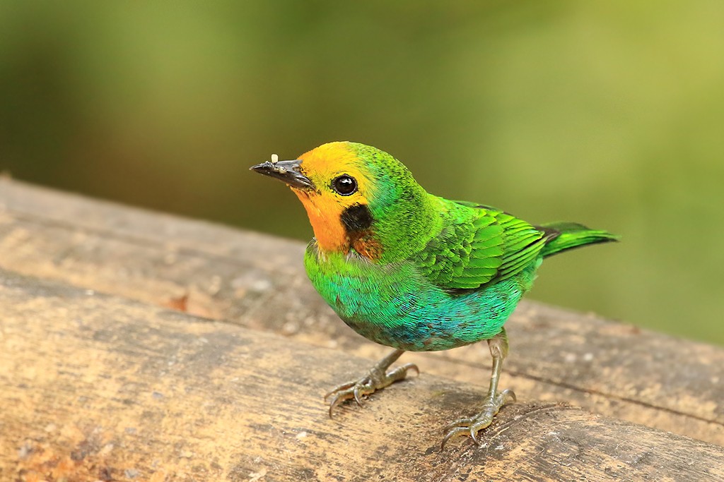 Multicolored Tanager - Rene Valdes 🦜
