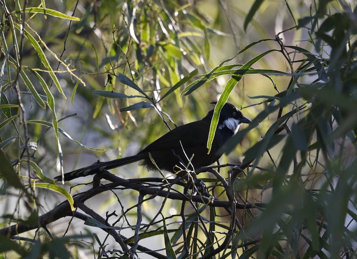 Eastern Whipbird - ML618869203