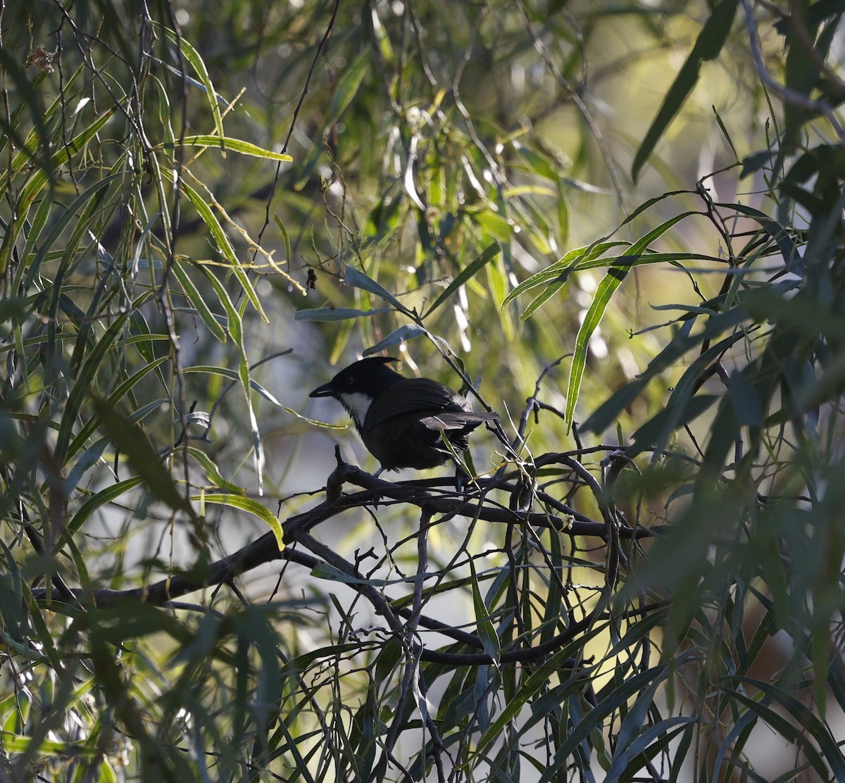 Eastern Whipbird - Cathy Pert