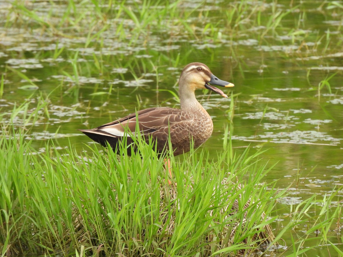 Eastern Spot-billed Duck - Tuck Hong Tang