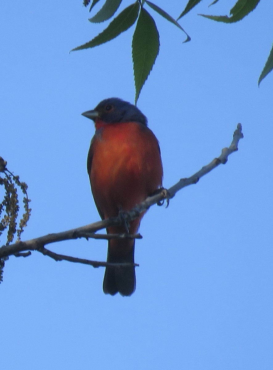 Painted Bunting - Gregg Flokstra