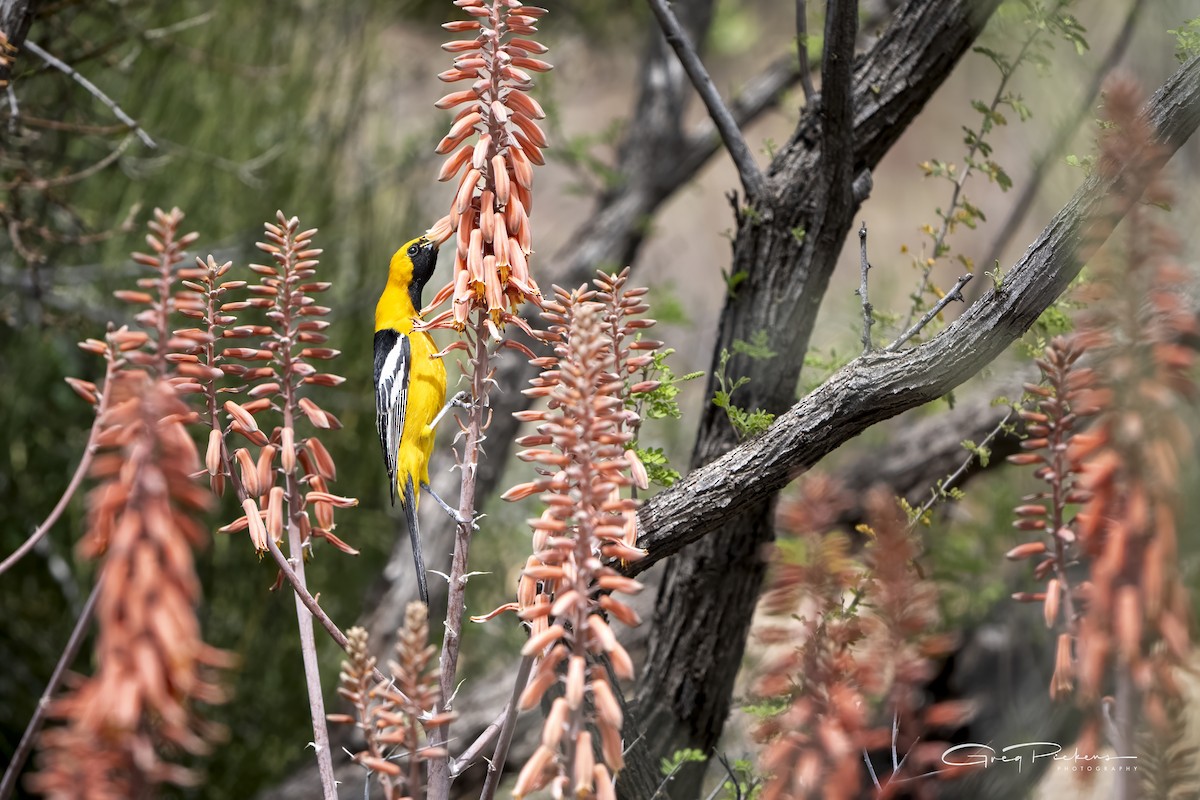 Hooded Oriole - Greg Pickens