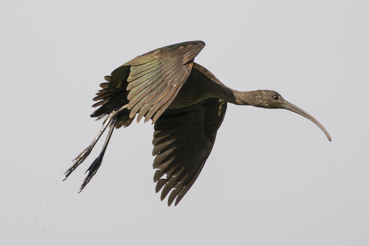 ibis americký - ML618869230