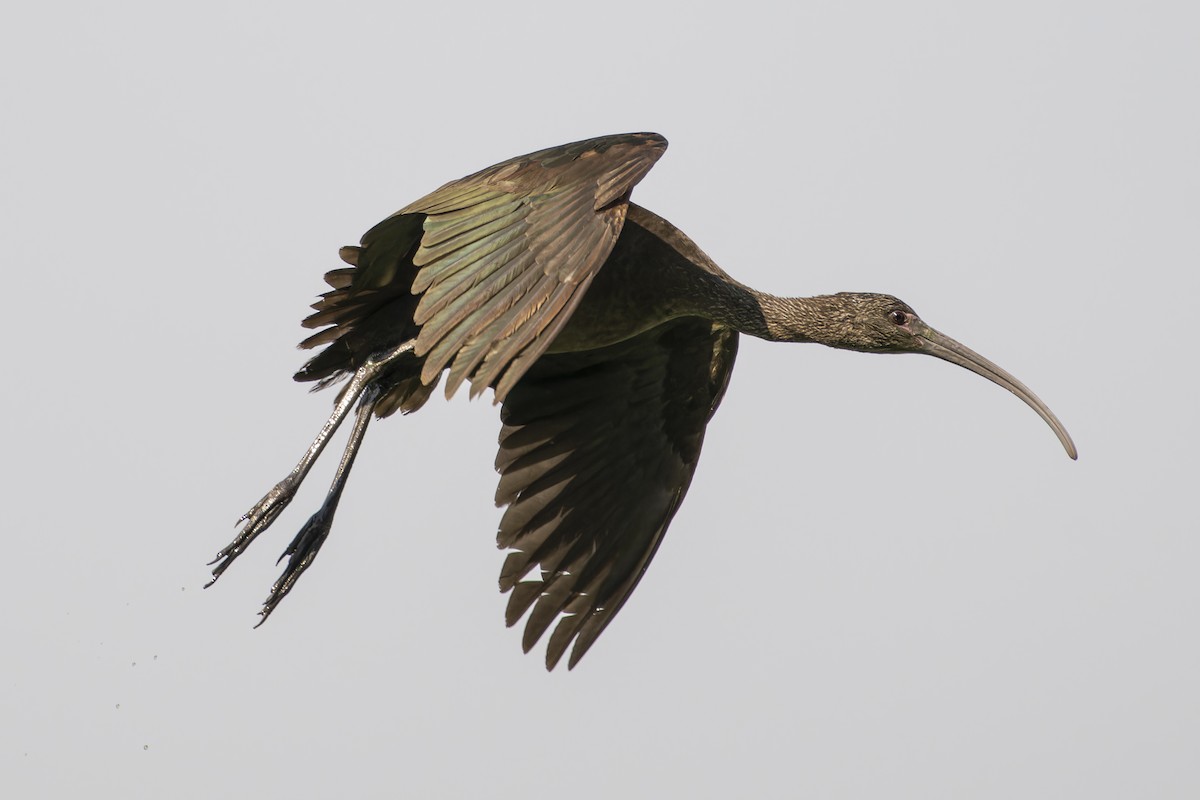 White-faced Ibis - Jose Luis Lopez