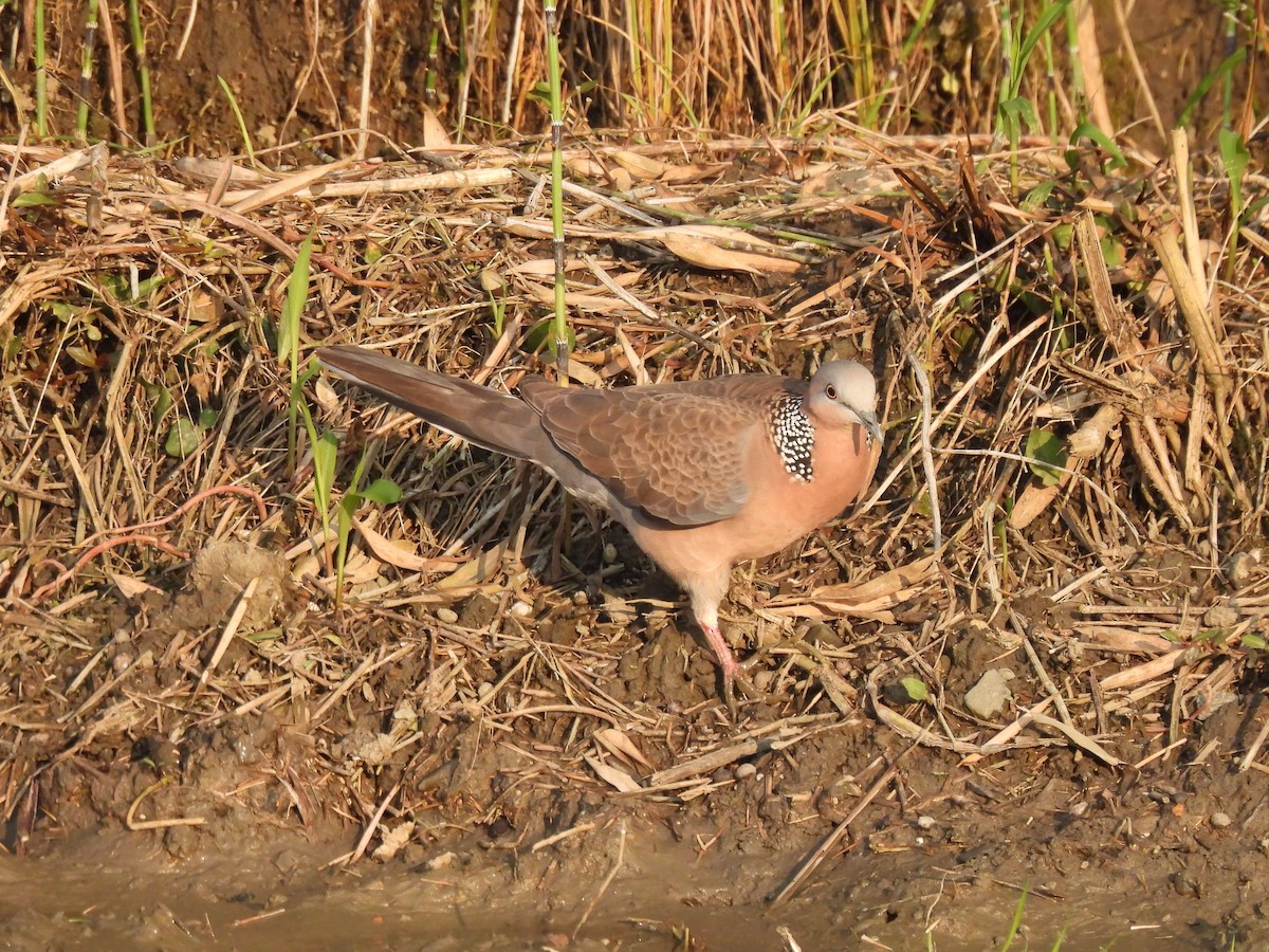Spotted Dove - Tuck Hong Tang