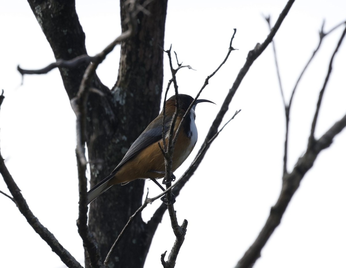 Eastern Spinebill - Cathy Pert