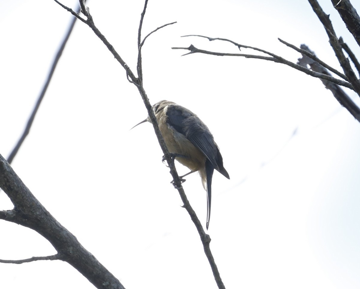 Eastern Spinebill - Cathy Pert