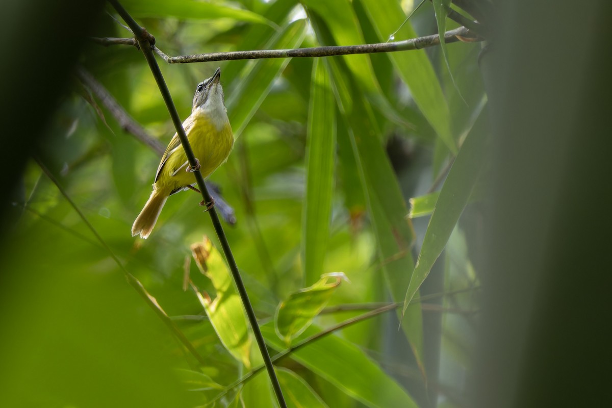 Yellow-bellied Warbler - Muangpai Suetrong