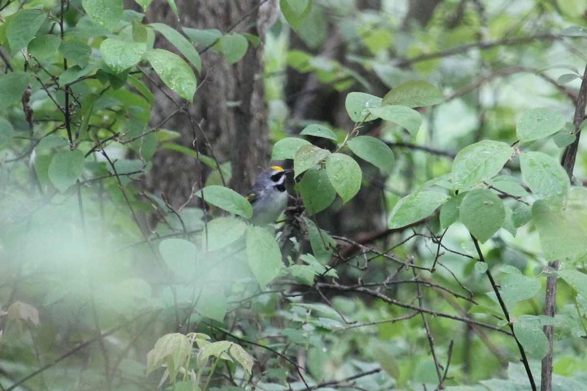 Golden-winged Warbler - Jennifer Evans