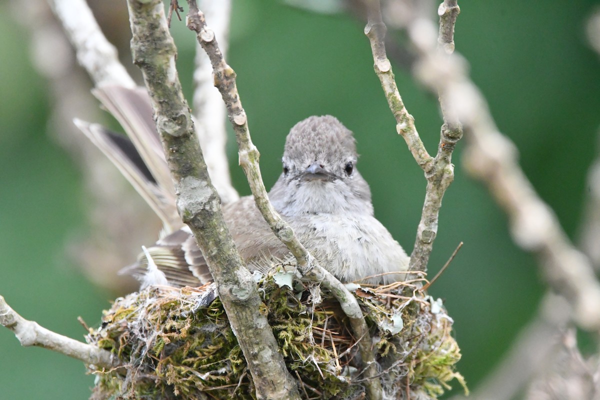 Yellow-bellied Elaenia - Jessy Lopez Herra