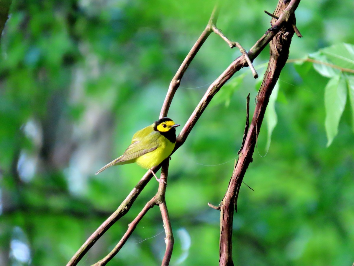 Hooded Warbler - Joseph Pumford