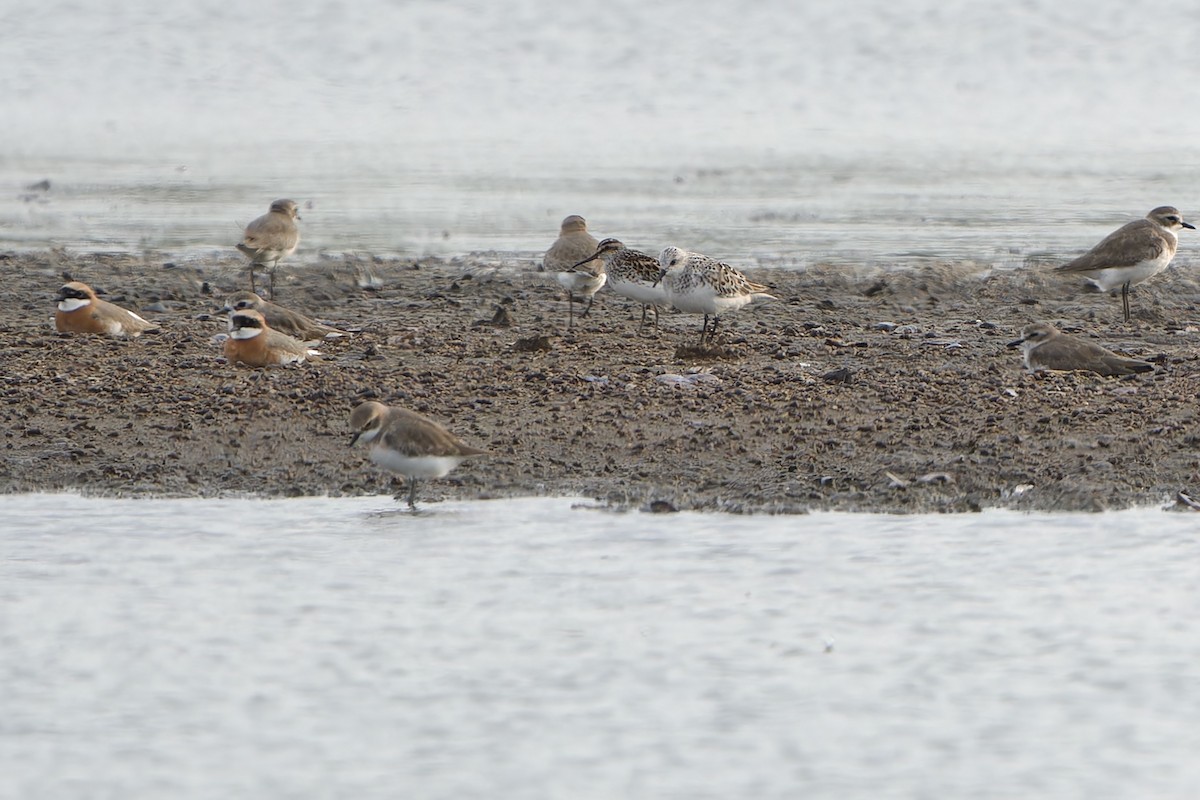 Broad-billed Sandpiper - Sam Hambly