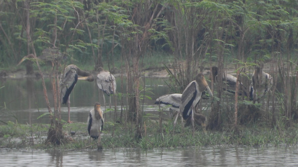 Painted Stork - Thomas Claret