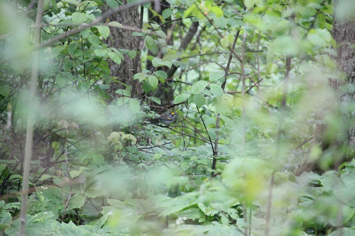 Golden-winged Warbler - Jennifer Evans