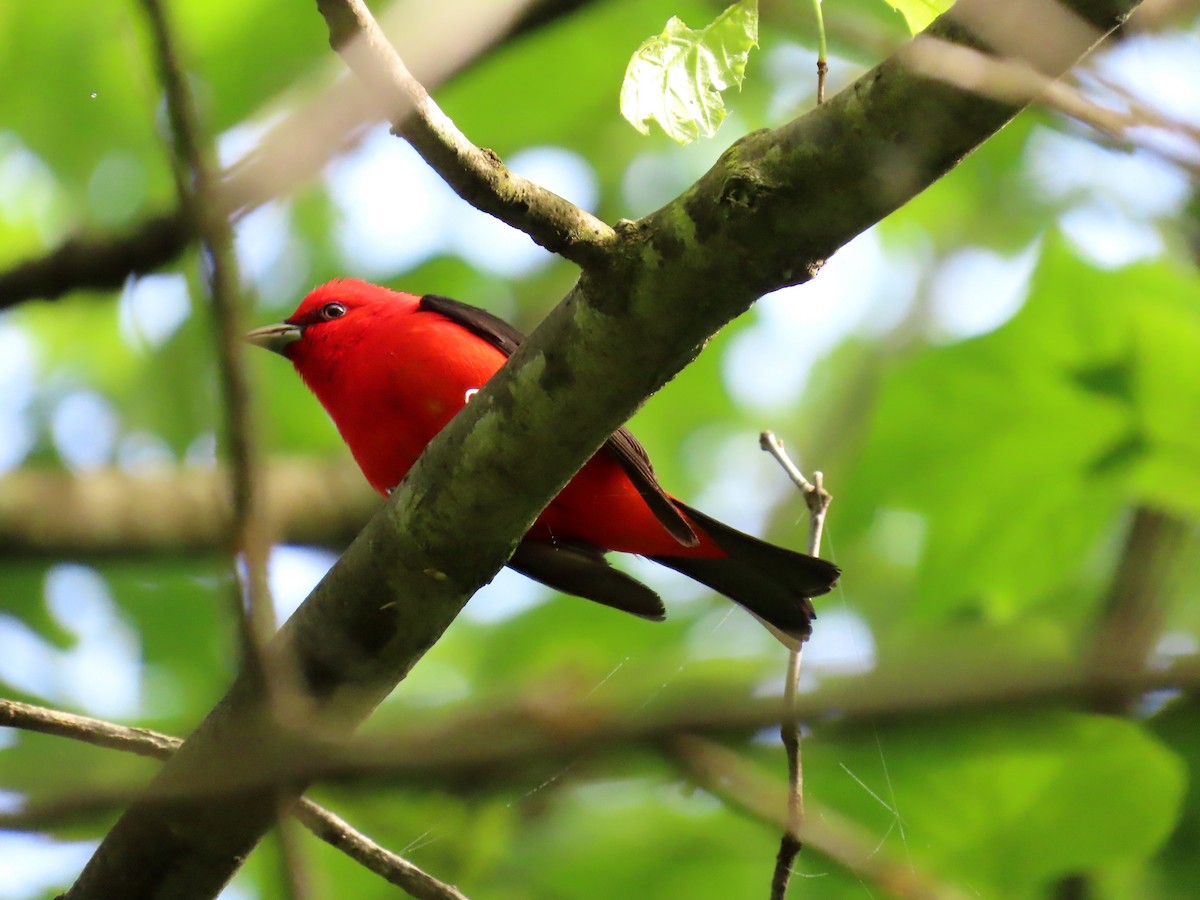 Scarlet Tanager - Joseph Pumford